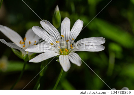 Stitchwort blooms in springtime woodland showcasing delicate white petals and bright yellow stamens amid lush green foliage Stitchwort blooms in springtime woodland showcasing delicate white petals and bright yellow stamens amid lush green foliage 134788899