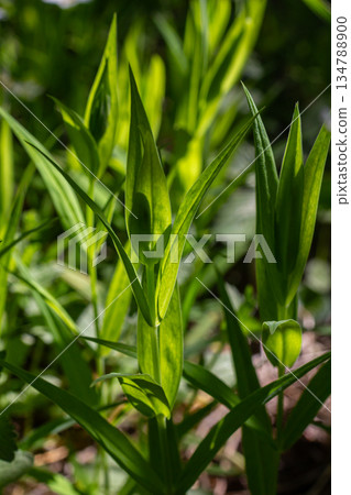 Spring woodland flowers vibrant with green leaf structures showcasing the beauty of Stitchwort Stellaria holostea in a natural habitat 134788900