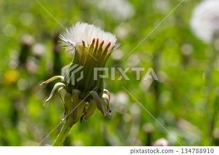 Close-up view of common dandelion seed head surrounded by green grass in a bright sunny field Close-up view of common dandelion seed head surrounded by green grass in a bright sunny field 134788910