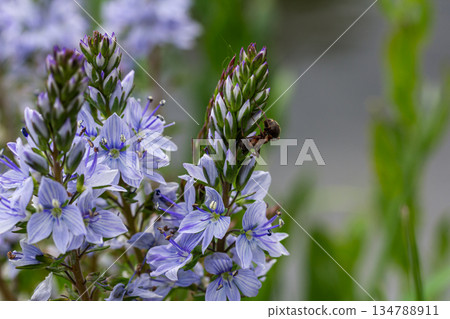 Veronica longifolia blooms with blue flowers and a busy bee in a vibrant garden during summer months in full sunlight Veronica longifolia blooms with blue flowers and a busy bee in a vibrant garden during summer months in full sunlight 134788911