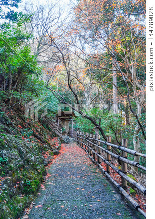 通往大彥閣(千光寺)的道路 通往大彥閣(千光寺)的道路 134789028