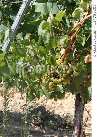 Yellow grape on the tree. Vineyard photography. Yellow grape on the tree. Vineyard photography. 134789209