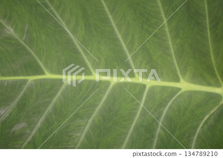 Close up leaf veins photography. 134789210