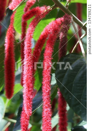 Fluffy red plant vertical photography. 134789211