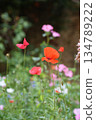 Beautiful wild flowers with blurred bokeh. 134789222