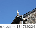 Seagull on the top of roof. 134789224