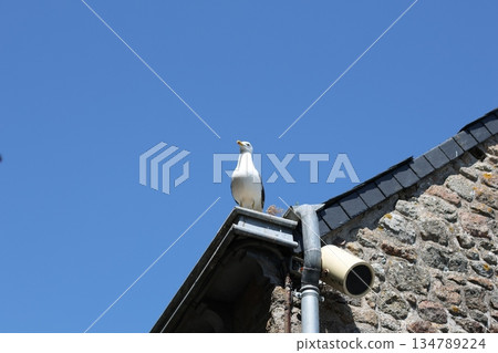 Seagull on the top of roof. Seagull on the top of roof. 134789224