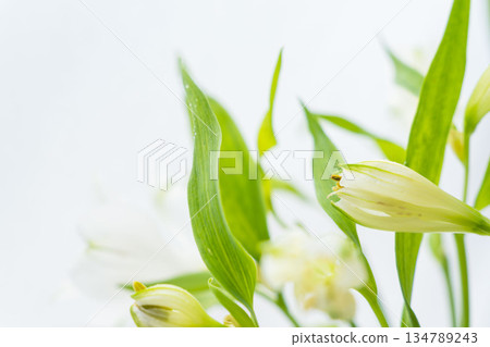 Alstroemeria flower in bloom photographed on a white background 06 134789243