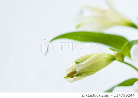 Alstroemeria flower in bloom photographed on a white background 08 134789244