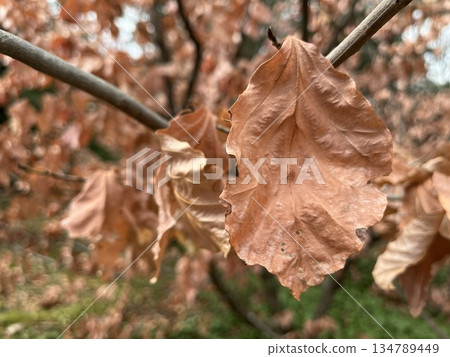 Dry autumn leaves hanging on tree branch Dry autumn leaves hanging on tree branch 134789449