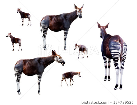Okapi set isolated on white background with clipping path, forest giraffe collection Okapi set isolated on white background with clipping path, forest giraffe collection 134789525