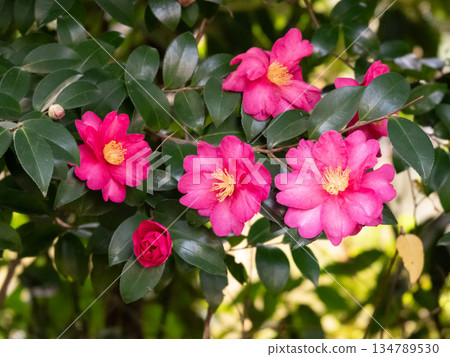 red camellia flower 134789530