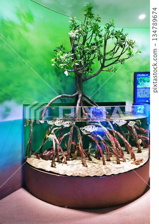 島根水族館的景色 134789674