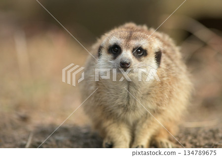 狐獴在鏡頭前擺姿勢 134789675