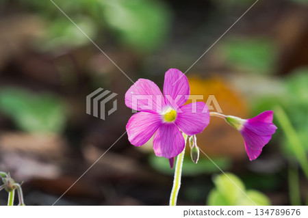 秋日森林紫酢漿草花 01 134789676