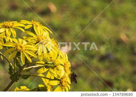 Skipper butterfly resting on a Japanese silverleaf flower 01 134789680