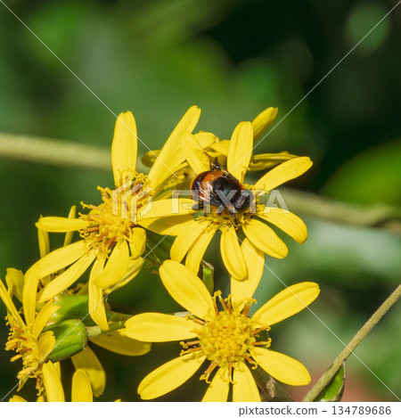 食蚜蠅04停在一朵日本銀葉花上 134789686