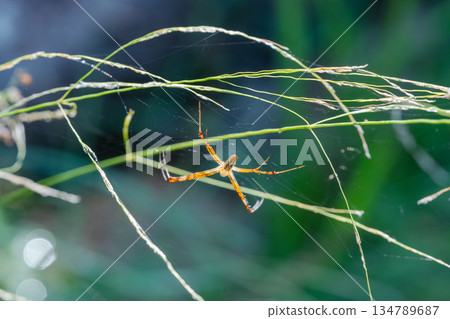 夏日山巒：長趾圓蛛在野草叢中的巢穴 01 134789687