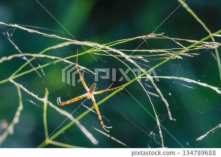 夏日山巒：長趾圓蛛在野草叢中的巢穴 02 134789688