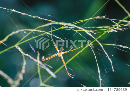 夏日山巒：長趾圓蛛在野草叢中的巢穴 03 134789689