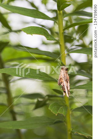 Autumn mountain: Bagworms hanging from wild grass 134789690