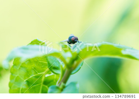 Autumn forest: Shady leaves and flies 04 Autumn forest: Shady leaves and flies 04 134789691