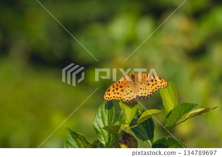 Indian fritillary in the autumn forest 01 Indian fritillary in the autumn forest 01 134789697