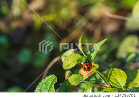 秋日森林裡的瓢蟲 01 134789701