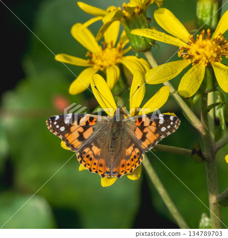 A painted lady butterfly rests on a flower in the autumn forest 02 134789703