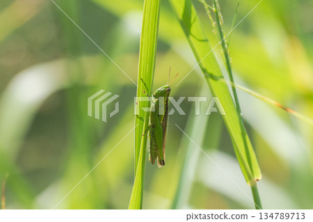 秋日水邊：蝗蟲棲息在草叢 01 134789713