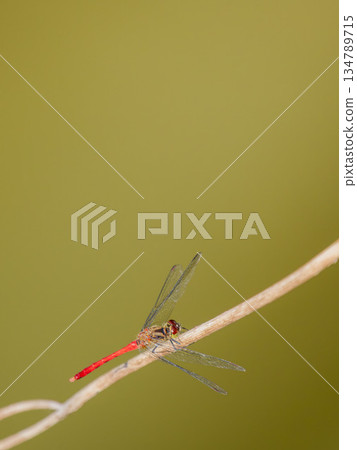 秋季水邊的秋燕鶇 01 134789715