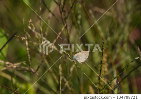 Yamato Shijimi Butterfly in the Autumn Field 01 Yamato Shijimi Butterfly in the Autumn Field 01 134789721