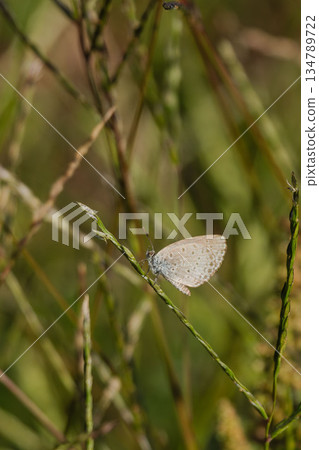 Yamato Shijimi Butterfly in the Autumn Field 02 Yamato Shijimi Butterfly in the Autumn Field 02 134789722