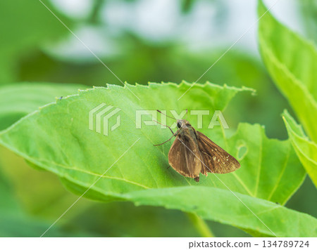 Autumn fields and mountains: Skipper butterfly resting on a leaf 01 134789724