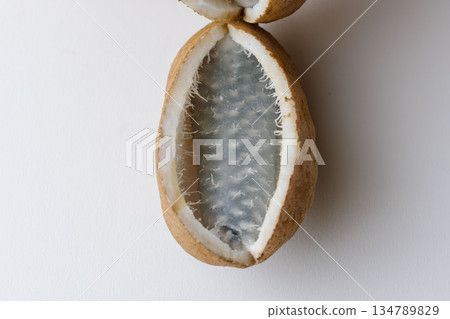 Indoor photo of Akebia fruit on white paper 13 Indoor photo of Akebia fruit on white paper 13 134789829