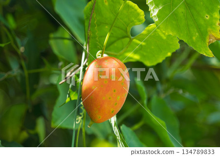 Autumn Mountains Orange Fruits of the Caltrop 01 Autumn Mountains Orange Fruits of the Caltrop 01 134789833