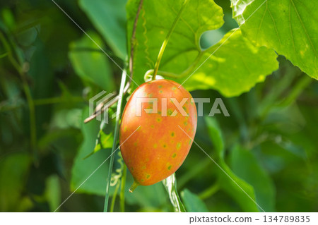Autumn Mountains Orange Fruits of the Caltrop 03 Autumn Mountains Orange Fruits of the Caltrop 03 134789835