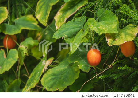 Autumn Mountains: Orange Fruits of the Caltrop 11 Autumn Mountains: Orange Fruits of the Caltrop 11 134789841