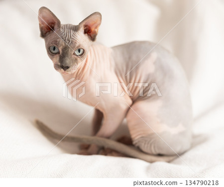 Animal, cat and sphinx concept - bald sphinx cat on on soft blanket 134790218