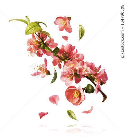 A beautiful image of spring pink flowers flying in the air. Levitation conception. High resolution image 134790309