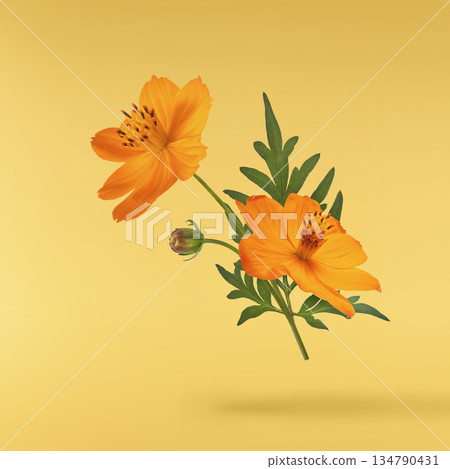 Beautiful orange cosmos flower falling in the air. Levitation or zero gravity flowers conception. Creative floral layout. High resolution image Beautiful orange cosmos flower falling in the air. Levitation or zero gravity flowers conception. Creative floral layout. High resolution image 134790431