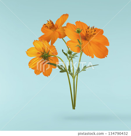 Beautiful orange cosmos flower falling in the air. Levitation or zero gravity flowers conception. Creative floral layout. High resolution image Beautiful orange cosmos flower falling in the air. Levitation or zero gravity flowers conception. Creative floral layout. High resolution image 134790432