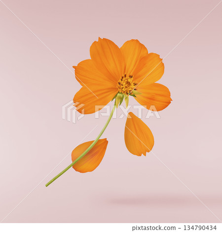 Beautiful orange cosmos flower falling in the air. Levitation or zero gravity flowers conception. Creative floral layout. High resolution image 134790434