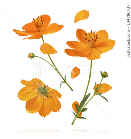 Beautiful orange cosmos flower falling in the air. Levitation or zero gravity flowers conception. Creative floral layout. High resolution image 134790437