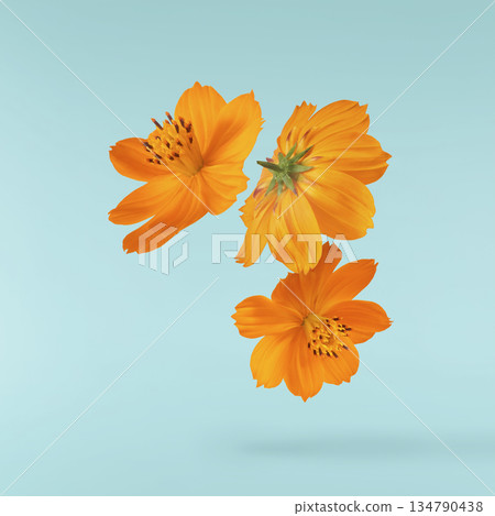 Beautiful orange cosmos flower falling in the air. Levitation or zero gravity flowers conception. Creative floral layout. High resolution image Beautiful orange cosmos flower falling in the air. Levitation or zero gravity flowers conception. Creative floral layout. High resolution image 134790438
