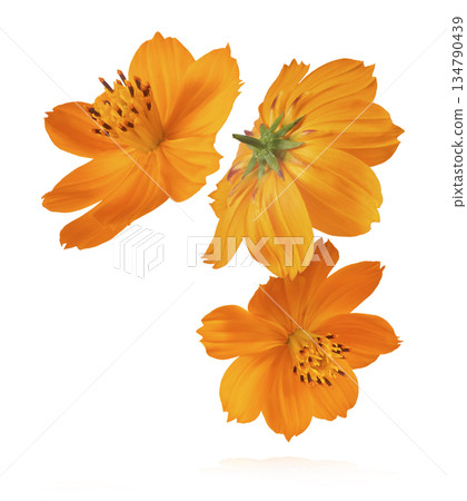 Beautiful orange cosmos flower falling in the air. Levitation or zero gravity flowers conception. Creative floral layout. High resolution image 134790439