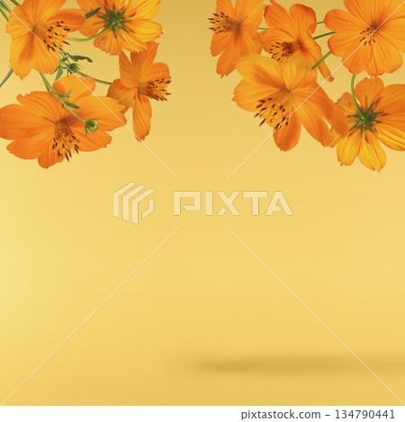 Beautiful orange cosmos flower falling in the air. Levitation or zero gravity flowers conception. Creative floral layout. High resolution image Beautiful orange cosmos flower falling in the air. Levitation or zero gravity flowers conception. Creative floral layout. High resolution image 134790441
