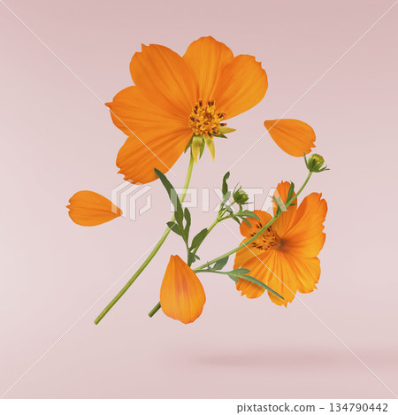 Beautiful orange cosmos flower falling in the air. Levitation or zero gravity flowers conception. Creative floral layout. High resolution image 134790442