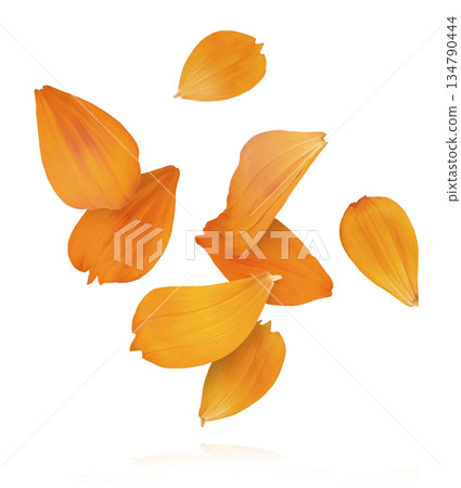 Beautiful orange cosmos flower falling in the air. Levitation or zero gravity flowers conception. Creative floral layout. High resolution image Beautiful orange cosmos flower falling in the air. Levitation or zero gravity flowers conception. Creative floral layout. High resolution image 134790444