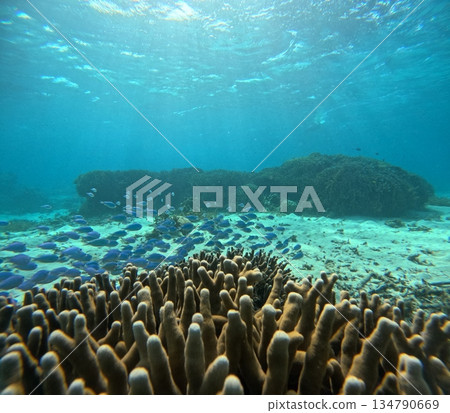 Colorful small fish floating in the clear water Colorful small fish floating in the clear water 134790669